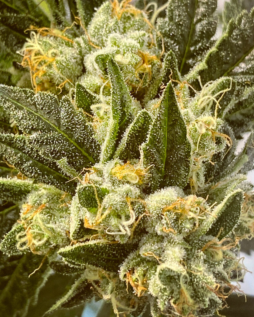 TRIANGLE KUSH NURSERY GROUP